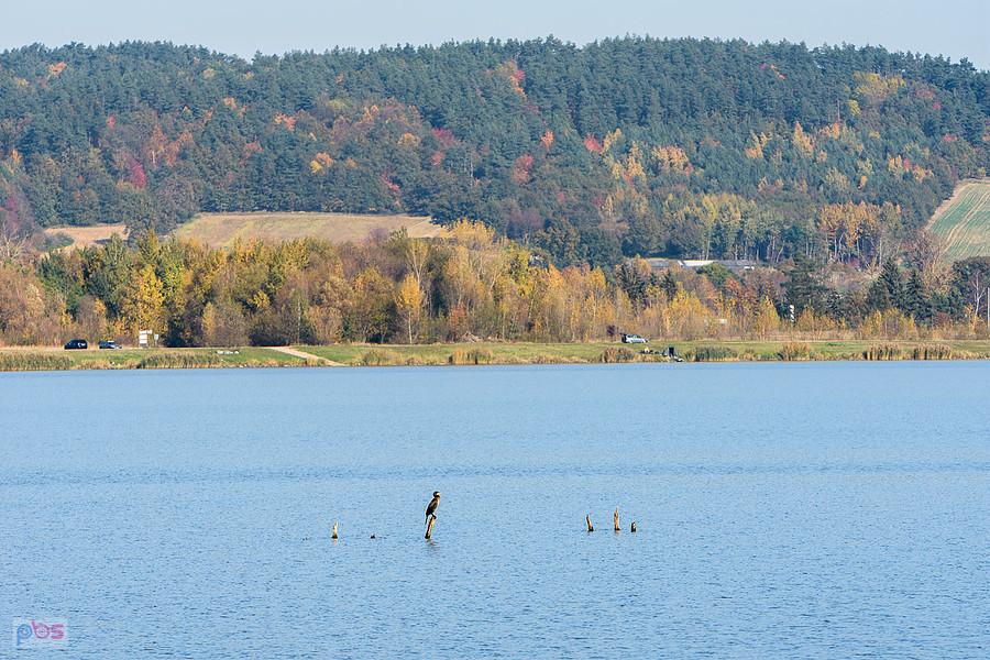 Kormoran nad Zalewem Paczkowskim