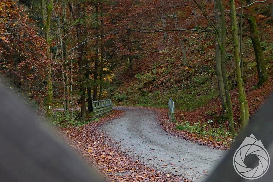 droga leśna w górę Doliny Roztoki Wielkiej