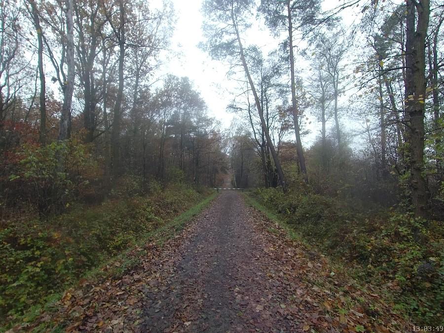 Trakt leśny