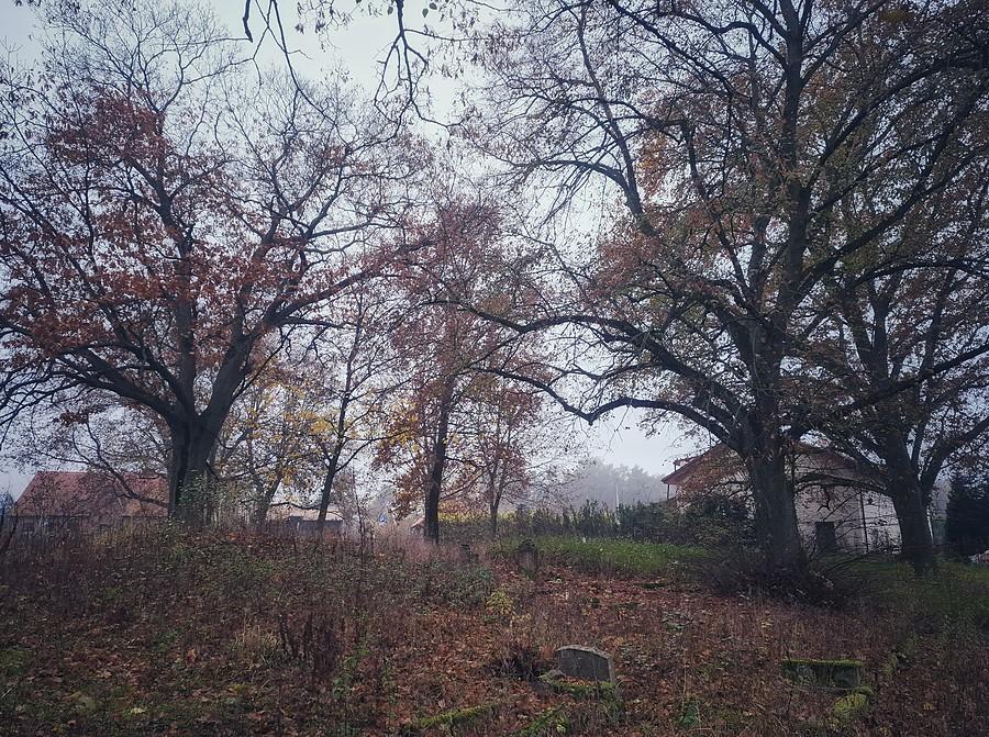 Stary cmentarz w Borówcu