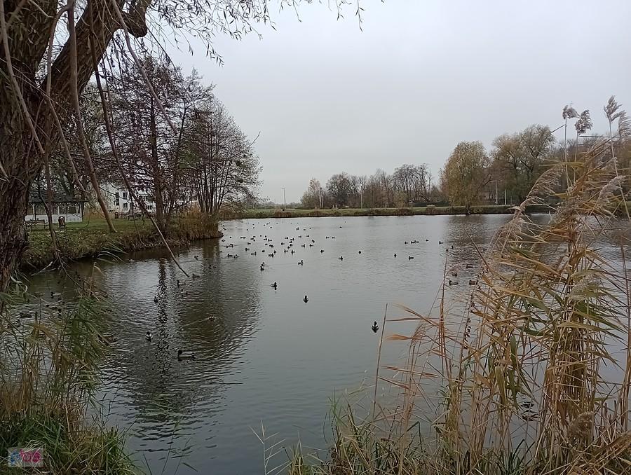 Staw w Zielonkach i mnóstwo kaczek. Może zleciały się na naradę