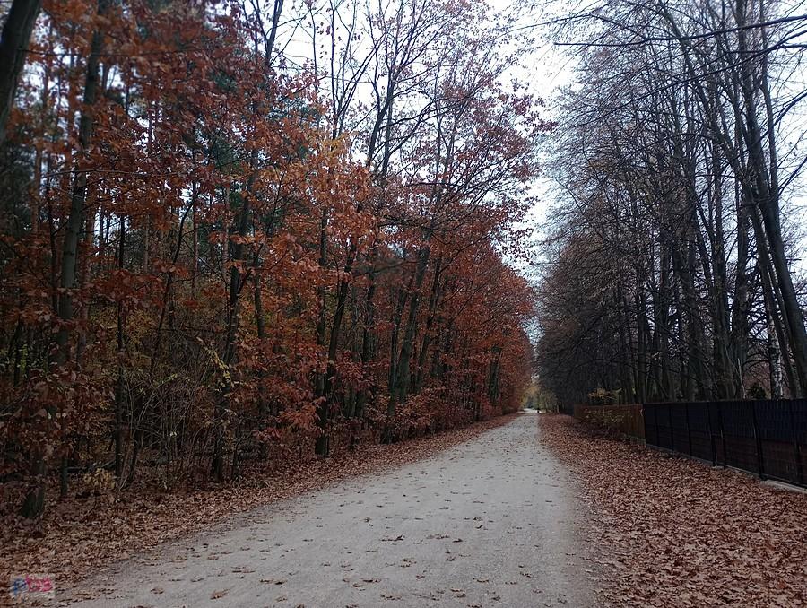Jeszcze złote drzewa przy drodze