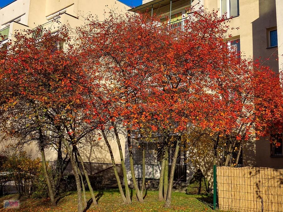 Wiśnia w pomarańczowym odcieniu