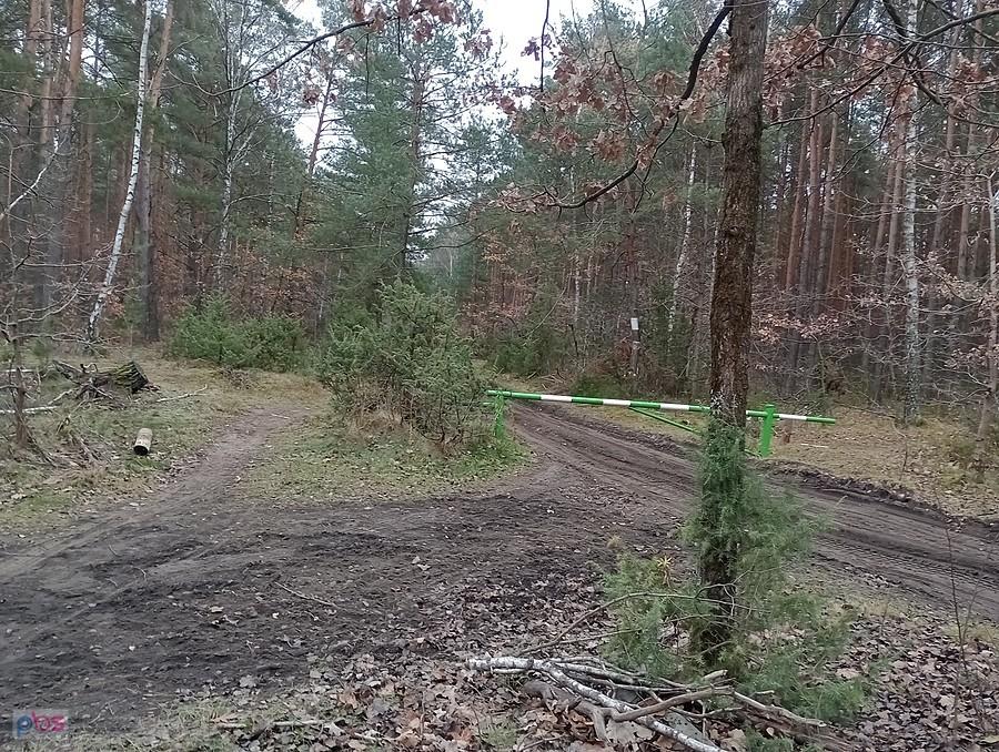 Prawdziwa leśna droga. Nie skręciłam