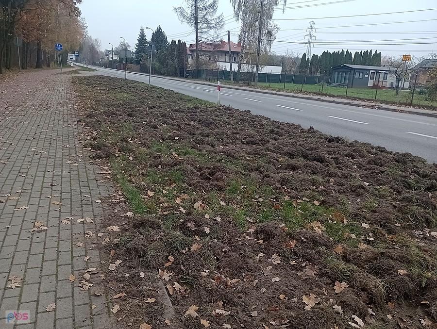 Dziki zrobiły krecią robotę
