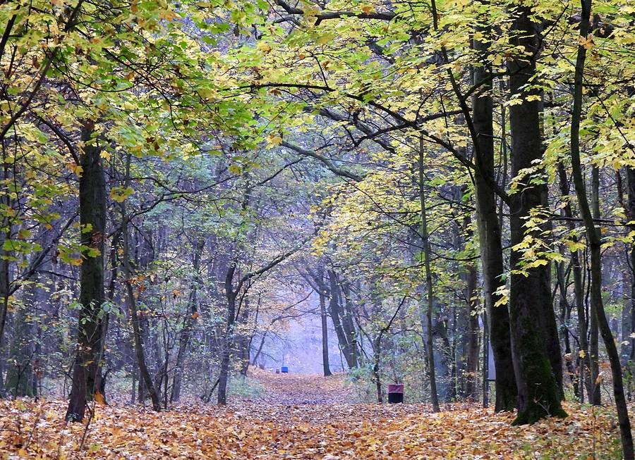 Szarość z resztkami kolorów na Dębinie