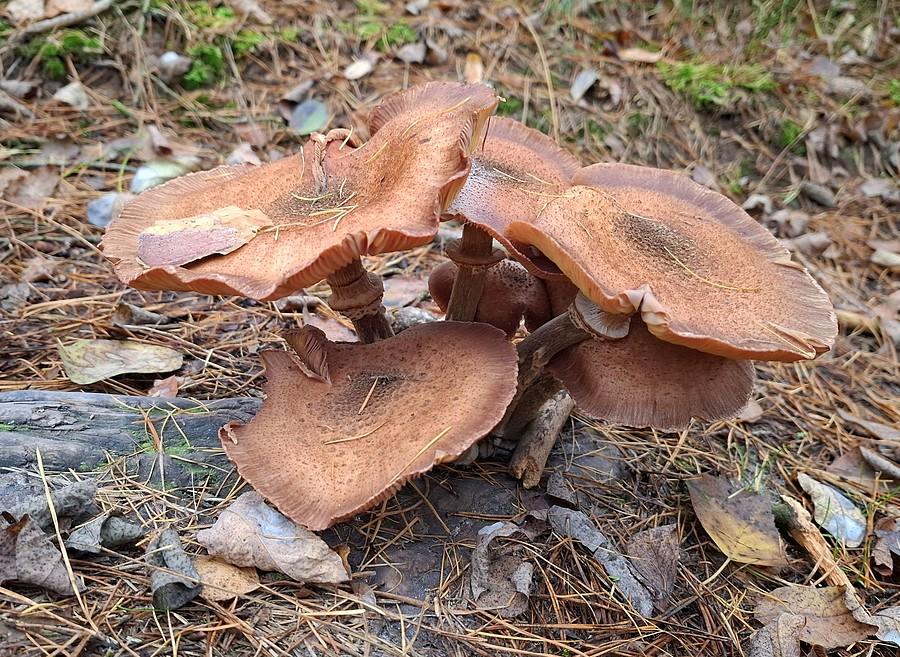 Opieńki (chyba)