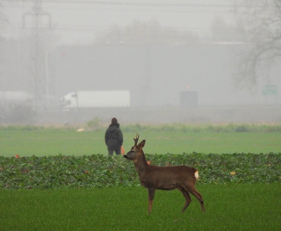 Koziołek sarny i ludzka ślepota :)