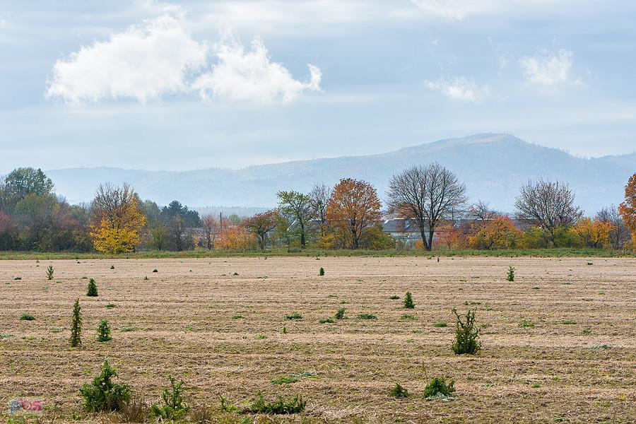 Łąka Prudnicka