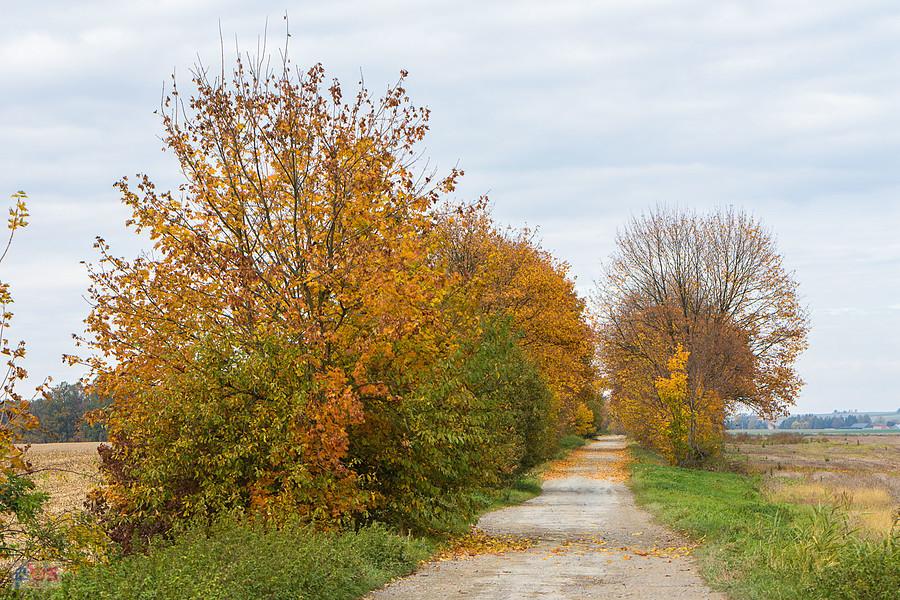 Łąka Prudnicka
