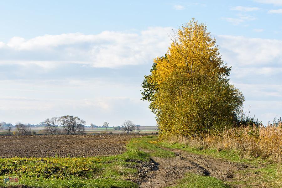 Szybowice, droga w pobliżu torów i przystanku osobowego na linii D29-137.