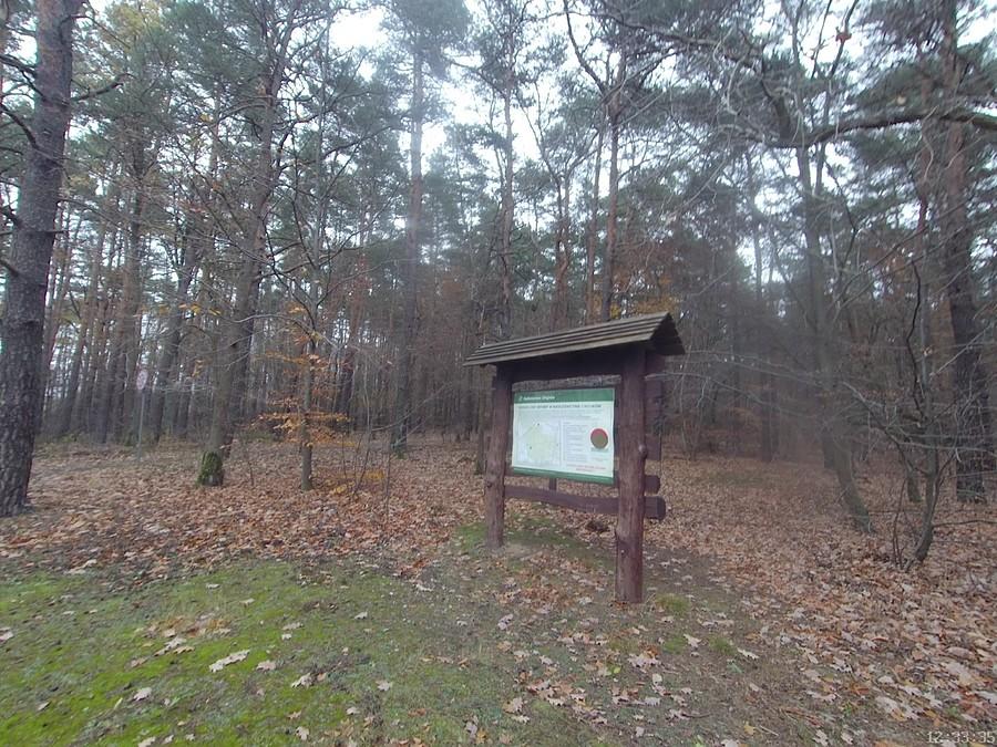 Lasy Sękociński, Nadleśnictwo Chojnów