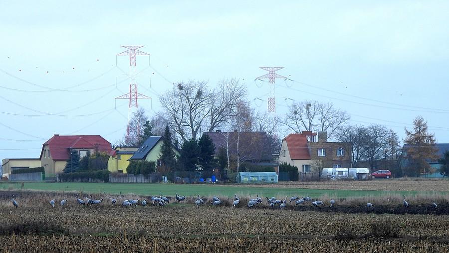 Ogromne stado żurawi