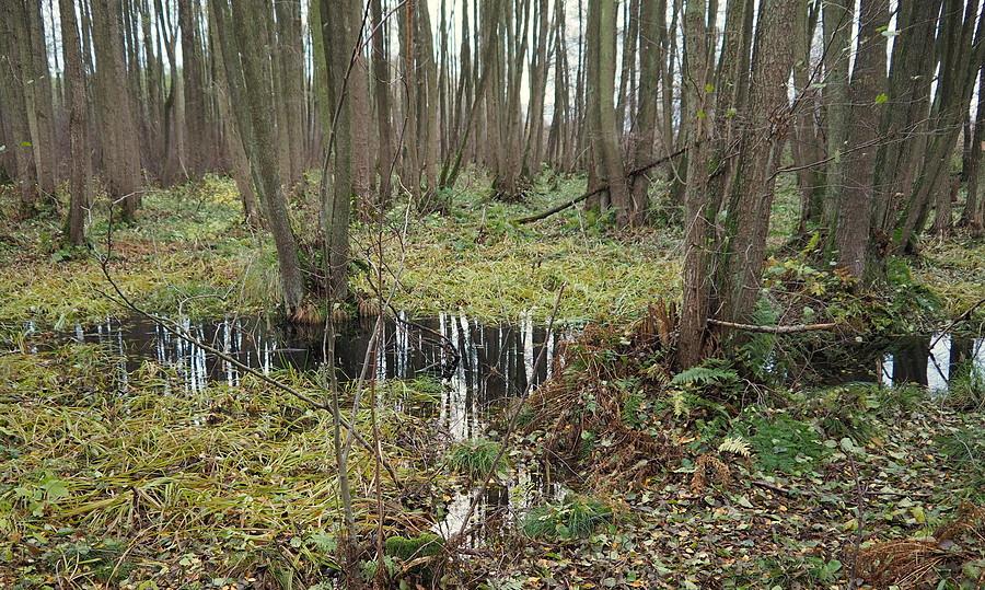 Bagna pod Rakowem