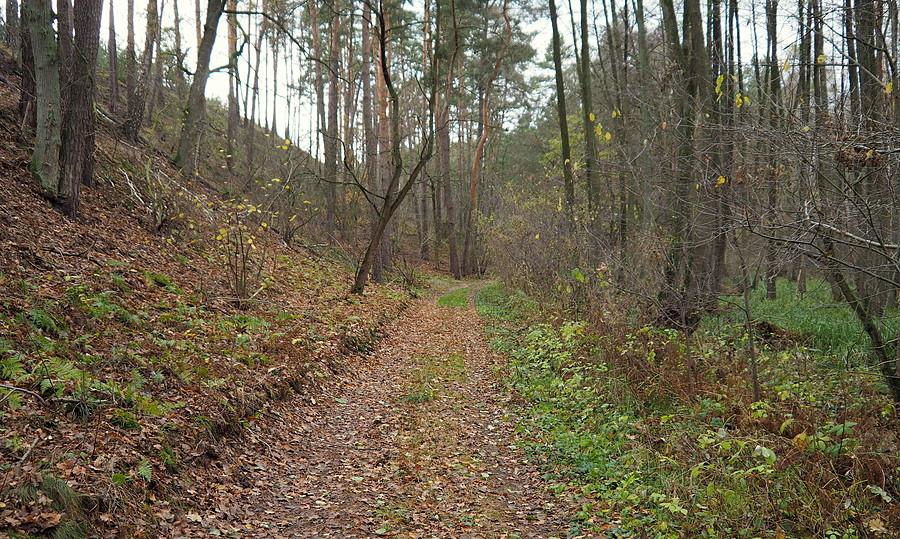 Droga nad bagnami