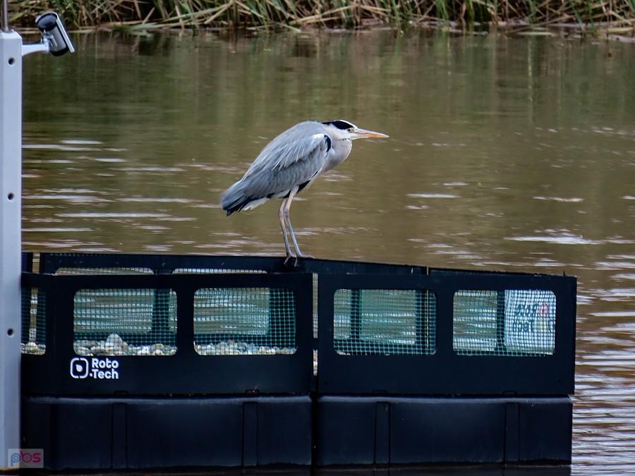 Pierwsza wyrośnięta rybitwa już jest