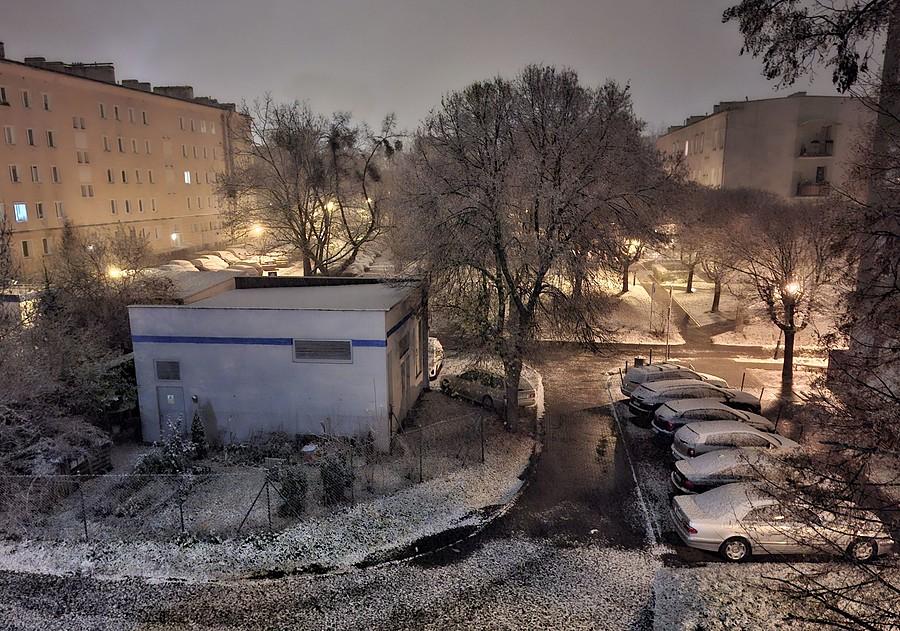 Dębiec pod śniegiem