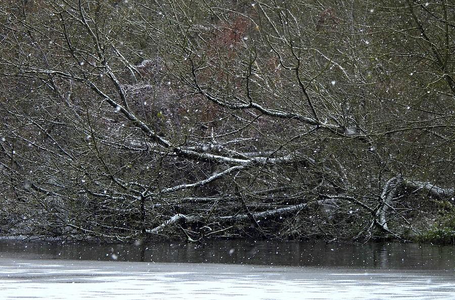 Śnieżyca na tle drzew