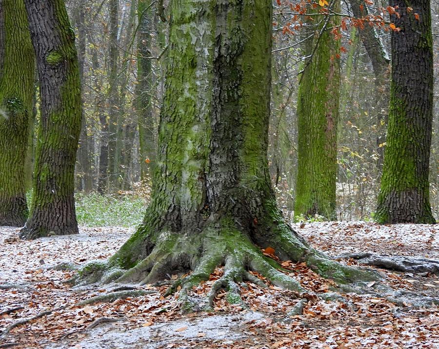 Winter is coming