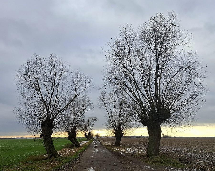 Wierzby z Dopiewca