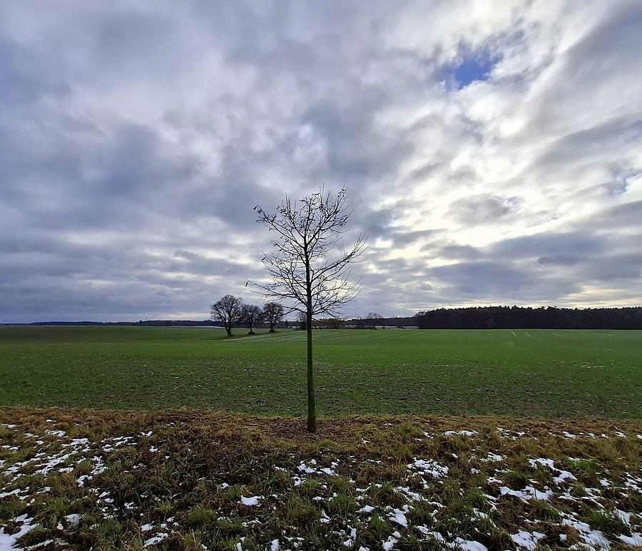 Lisówkowy pejzaż