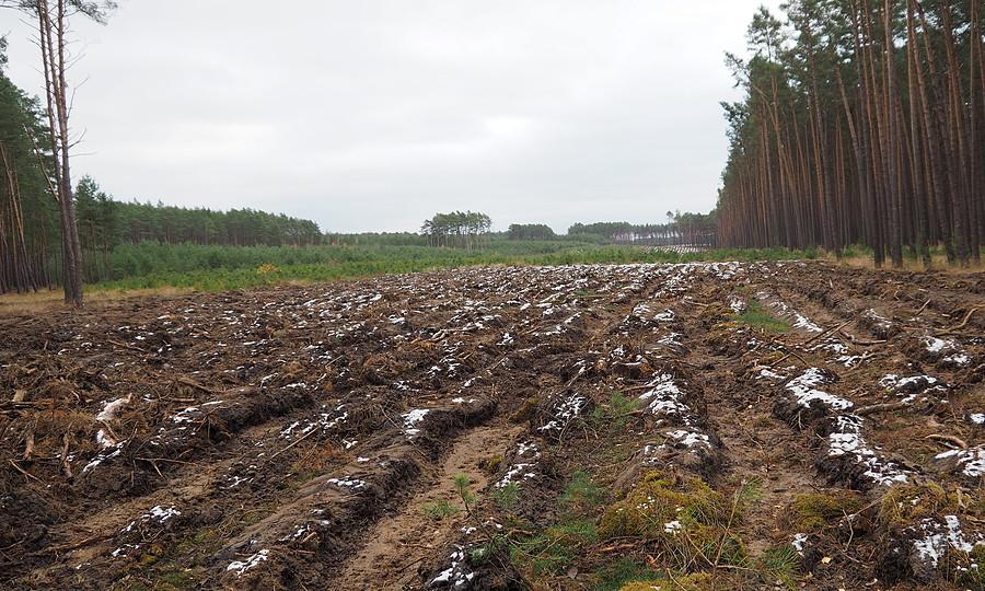 Puszczańskie widoki