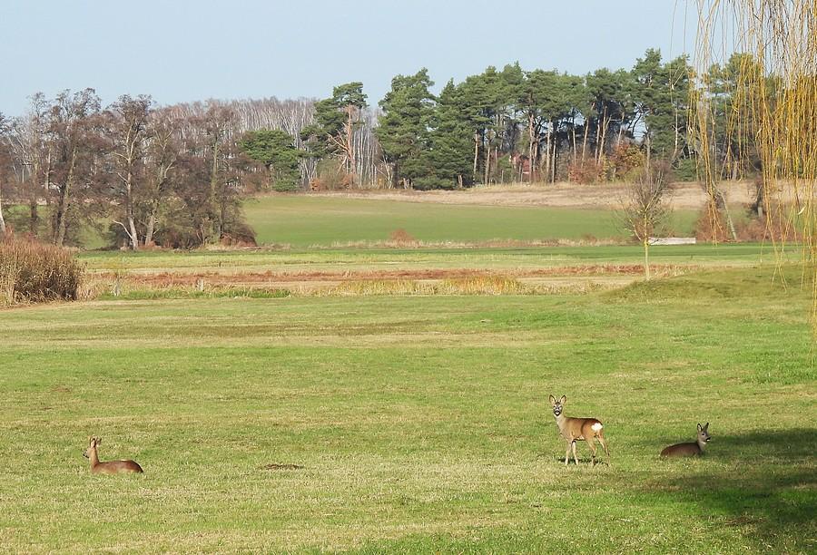 Trio sarenek z Kamionek