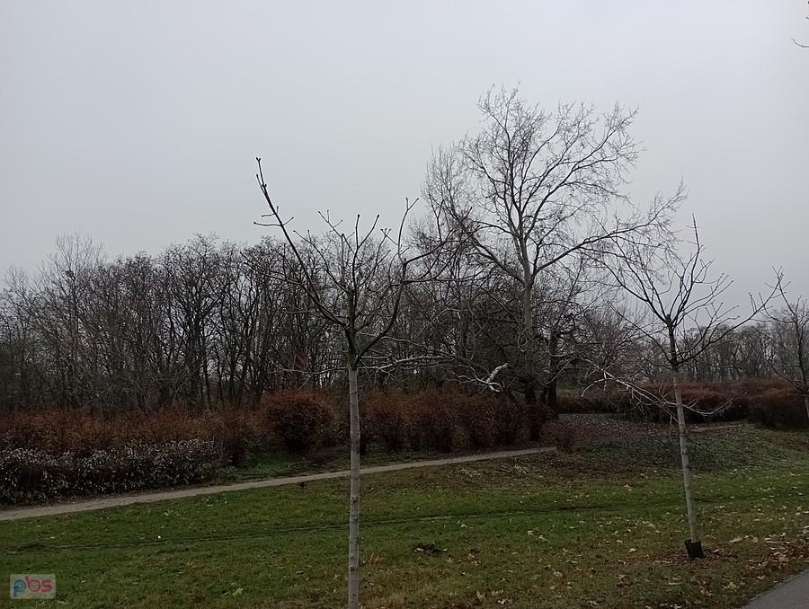 Ciekawe drzewo w parku na Moczydle