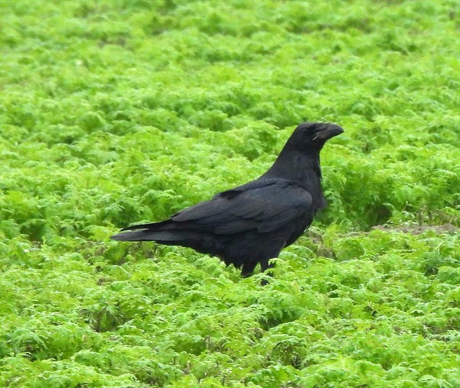 Kruk na polu