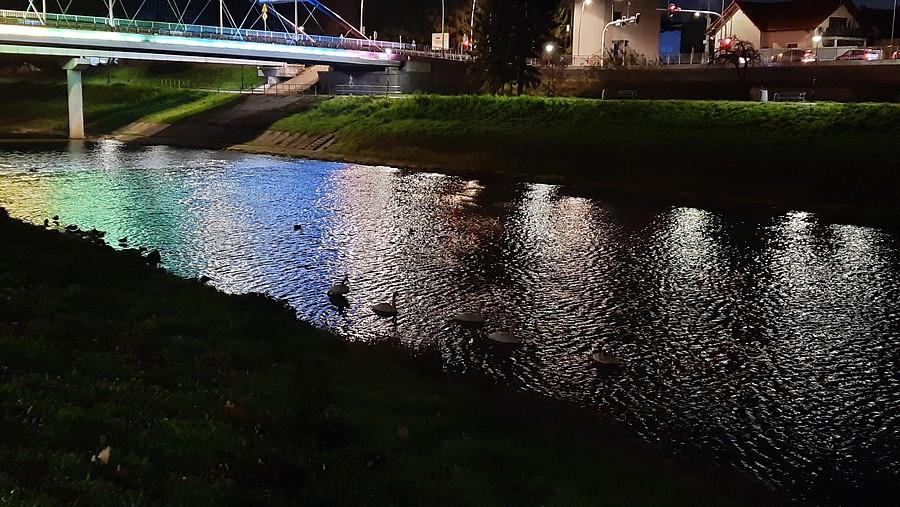 Łabądki już nie spia.