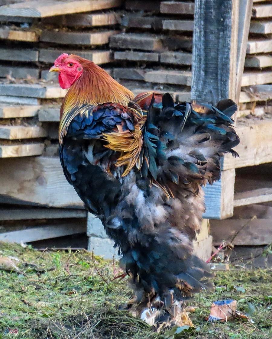Kudłaty Brahma