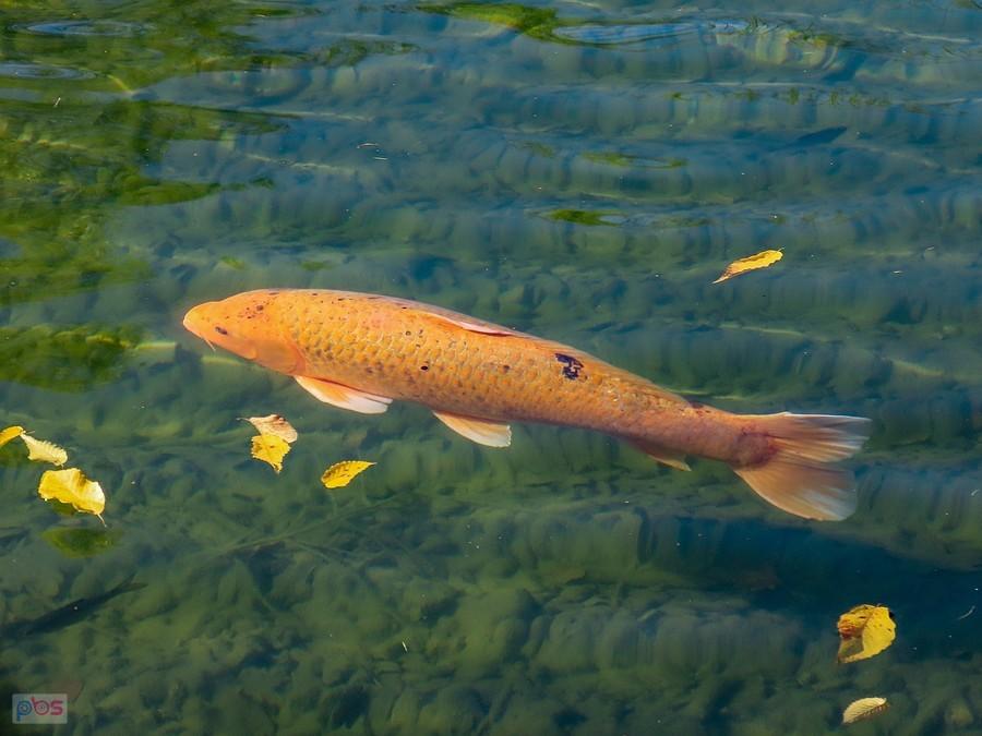 A w stawie karp koi