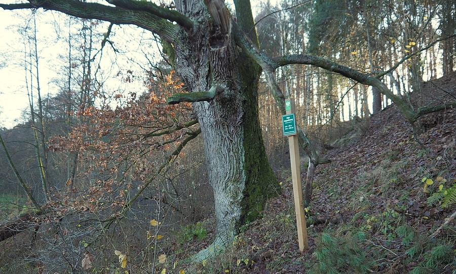 Pomnikowy dąb szypułkowy znad Obry