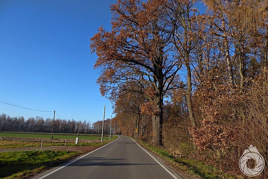 częśc drzew jeszcze pachnie jesienią