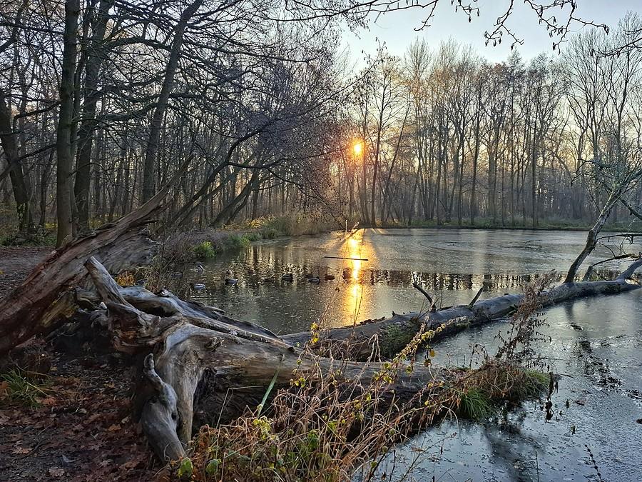 Prześwietlenie zza martwego drzewa