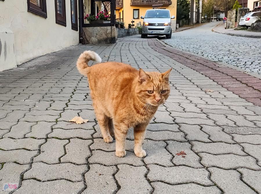 Przywitał się, ale nie był skłonny do bliższej znajomości