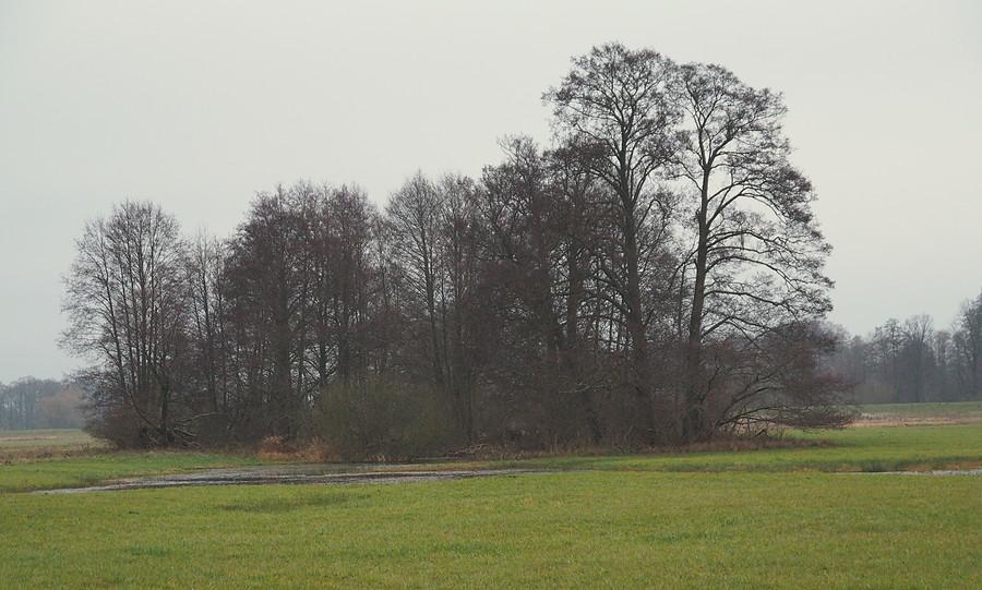 Łąki nad Wartą