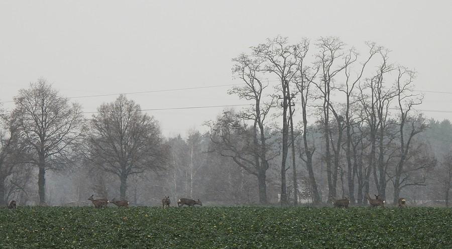 Stadko w oddali podczas śnieżycy