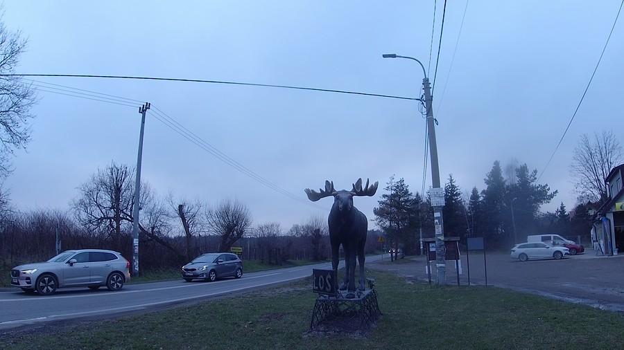 Łoś jaki jest, każdy widzi