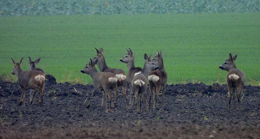 Zbliżenie na sarenki
