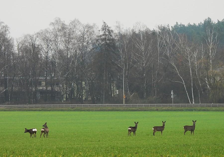 Stado saren z Komornik