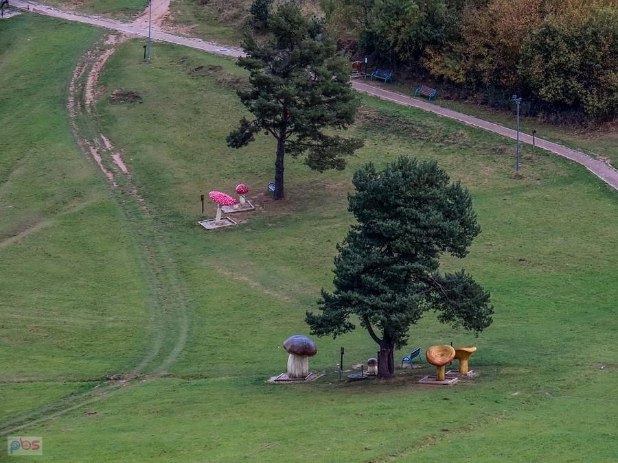 Grzybki na Maćkówkach