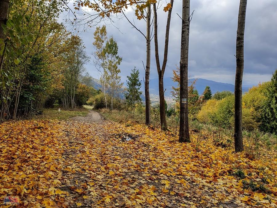 Na niebieskim i żółtym