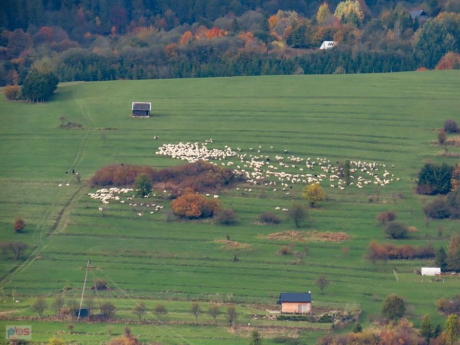 Jakieś zbiegowisko na przeciwległym zboczu nad Szczawnicą