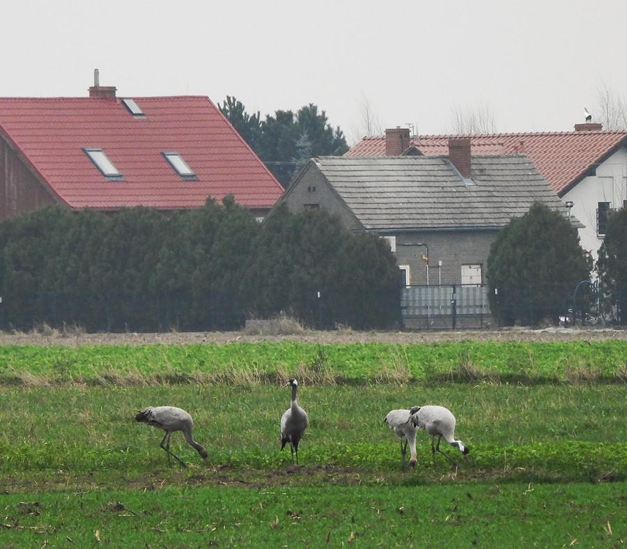 Przydomowe żurawie