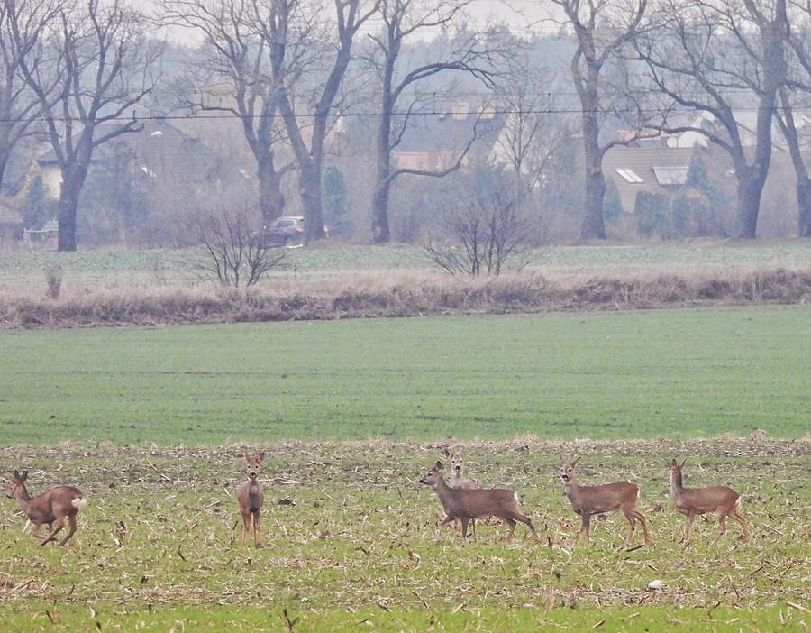 Przebiegające sarny