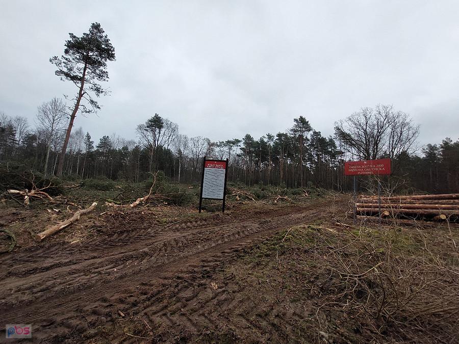 Lasy Państwowe dbają o las, aż wióry lecą.
