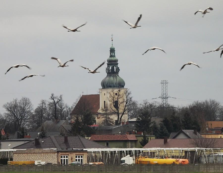 Odlatujące żurawie na tle kościoła