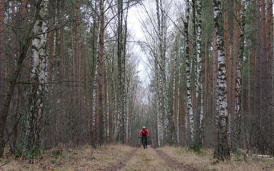Przez klimatyczną Puszczę Zielonkę
