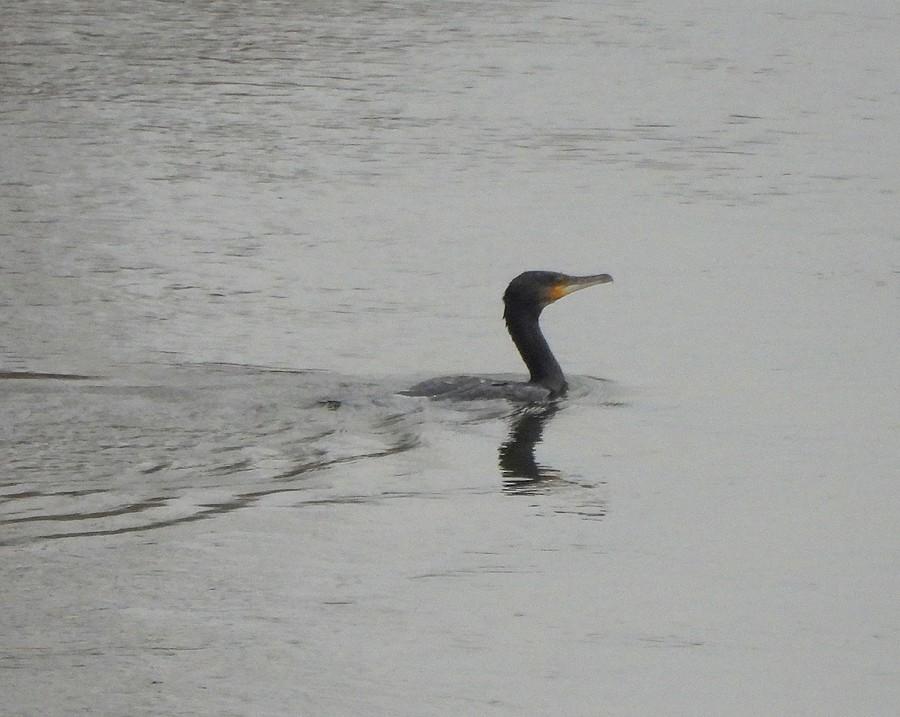 Kormoran na Warcie